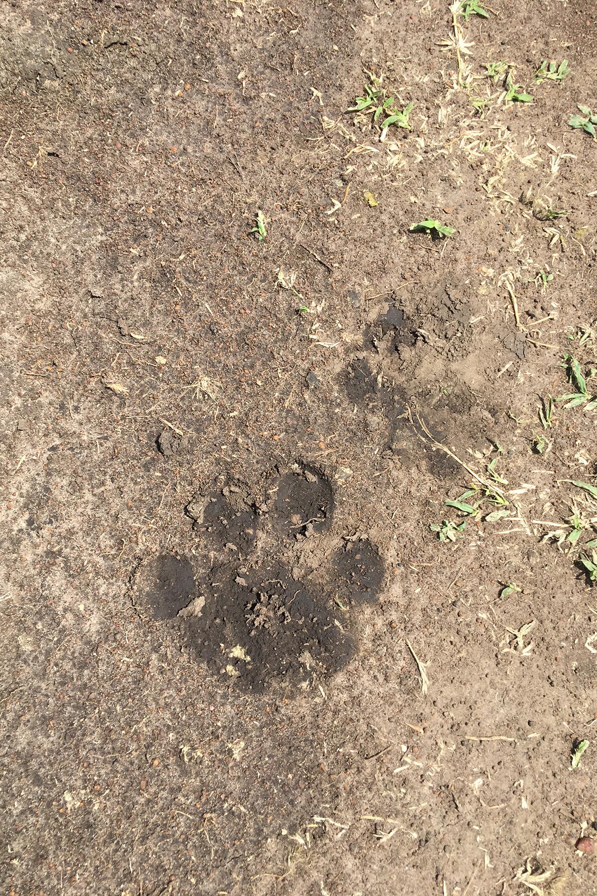 lion prints