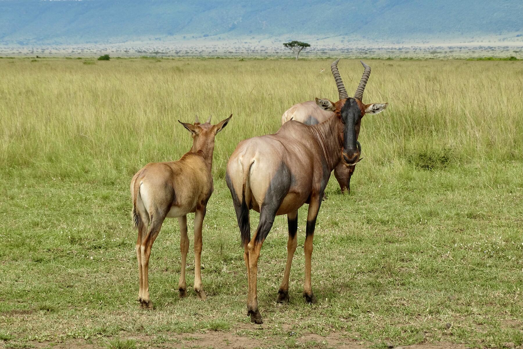 topi