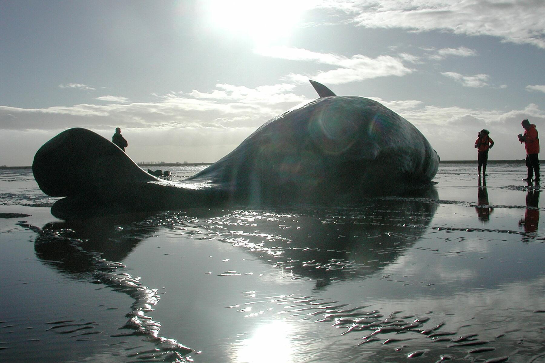 01_03-084.sw Sperm whale in the Wash_credit ZSL-CSIP