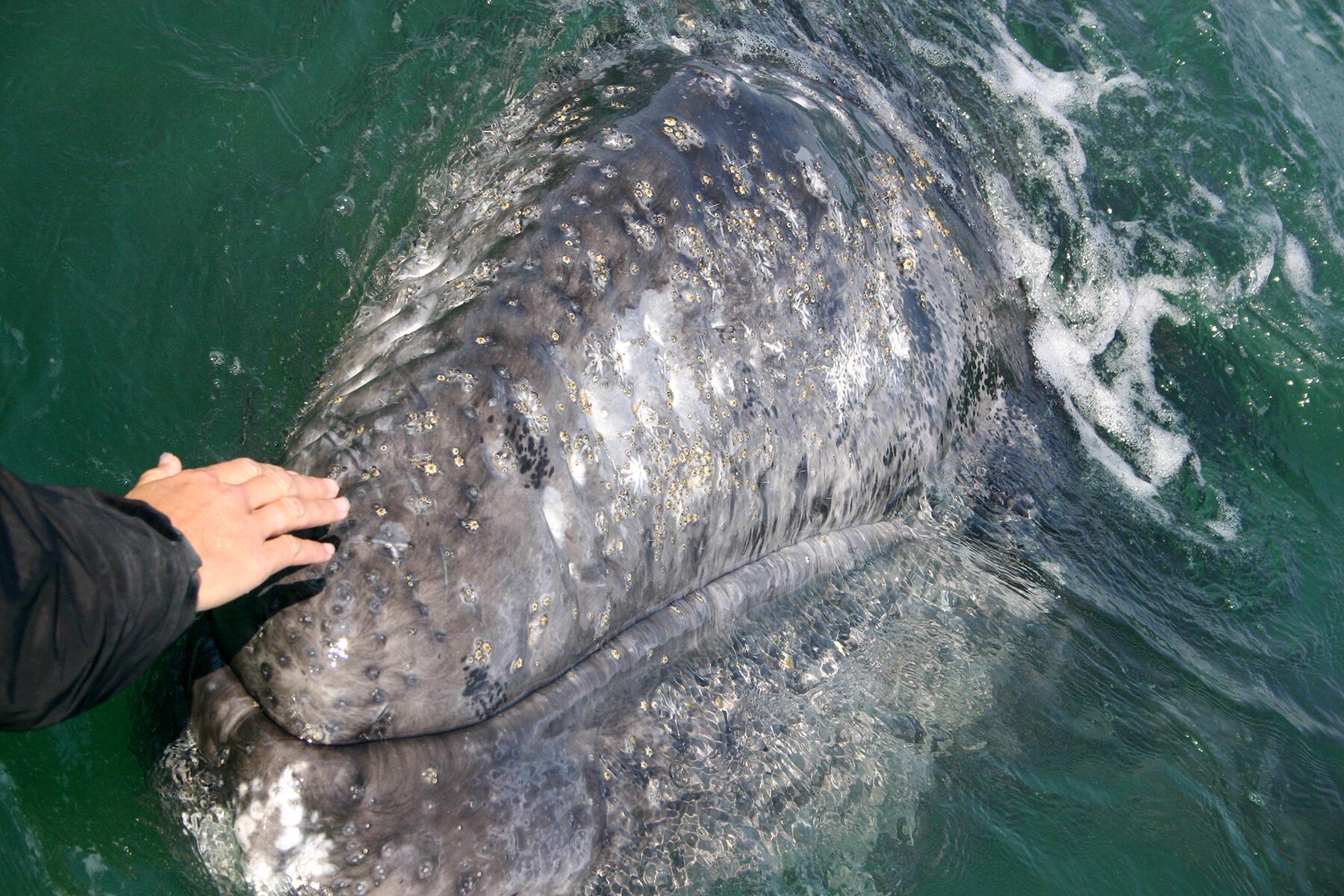 01_EthicalAnimalEncounters__PettingGrayWhales_shutterstock_100215938