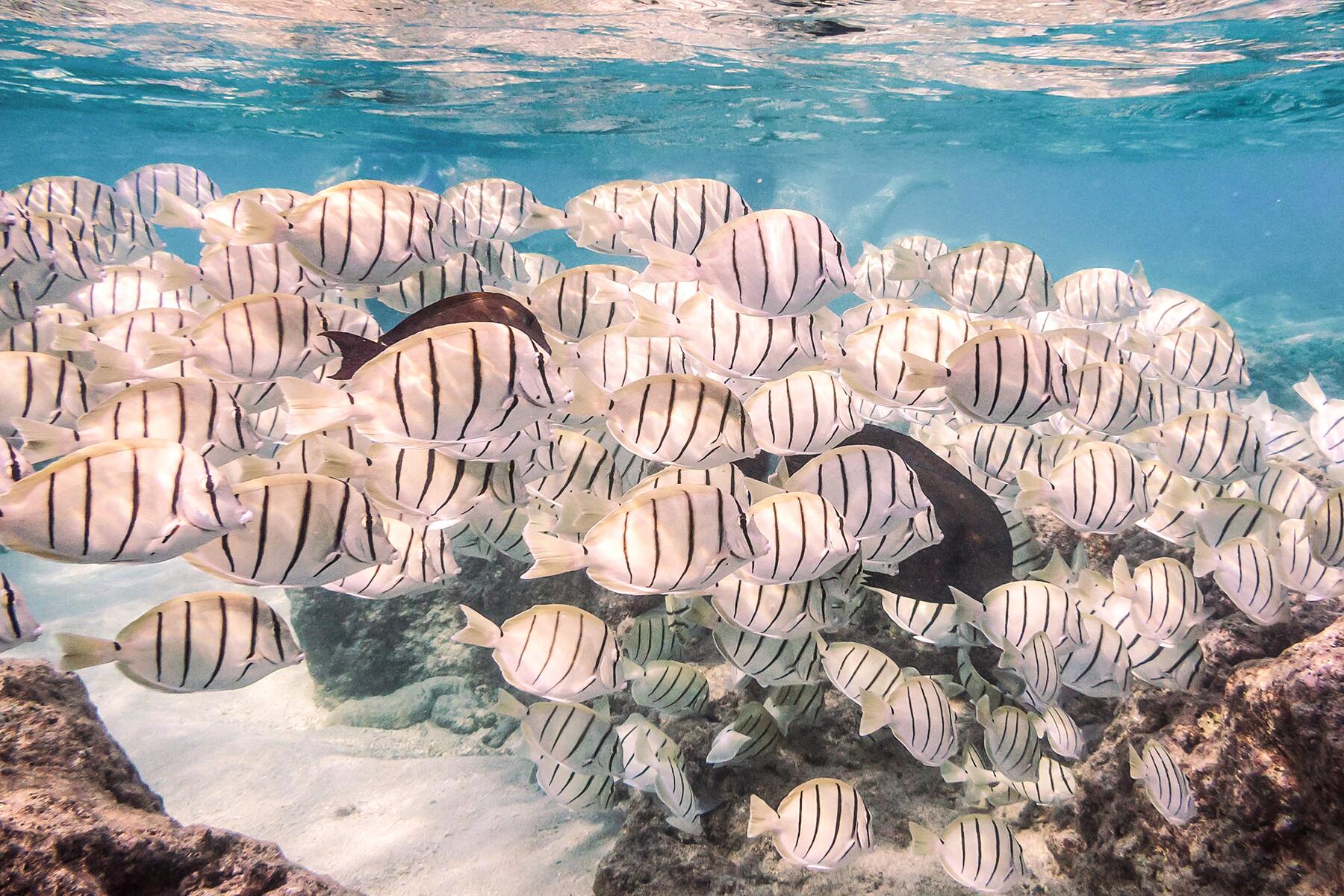 01_UltimateOahu__HanaumaBay_shutterstock_410088130