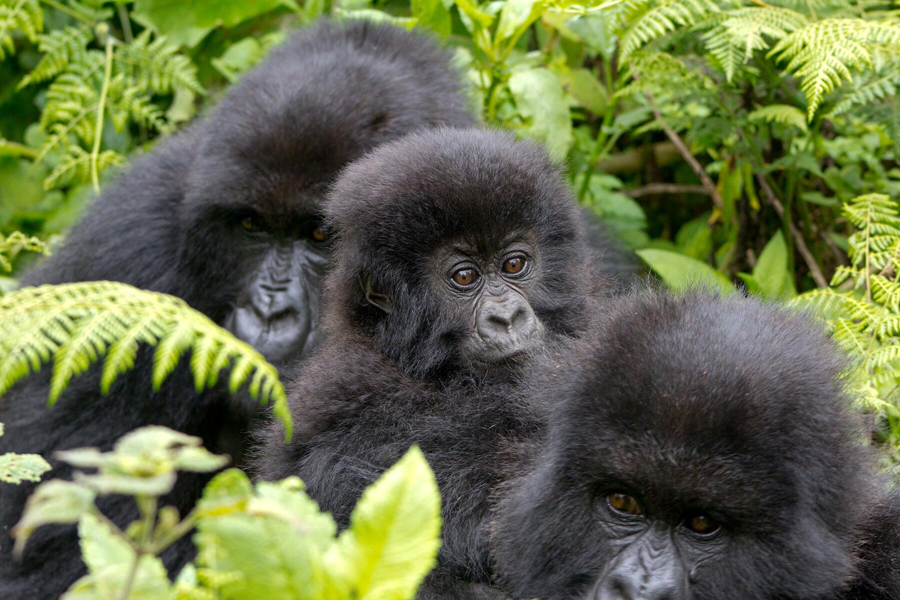 03_EthicalAnimalEncounters__TrekkingToSeeMountainGorillas_shutterstock_294535778