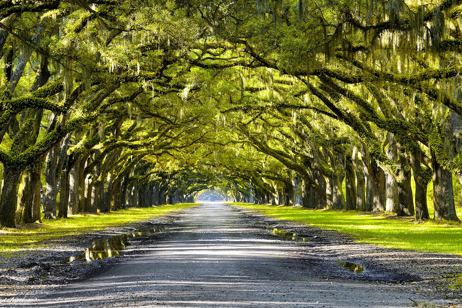9 Terrific Tree Tunnels Around the World
