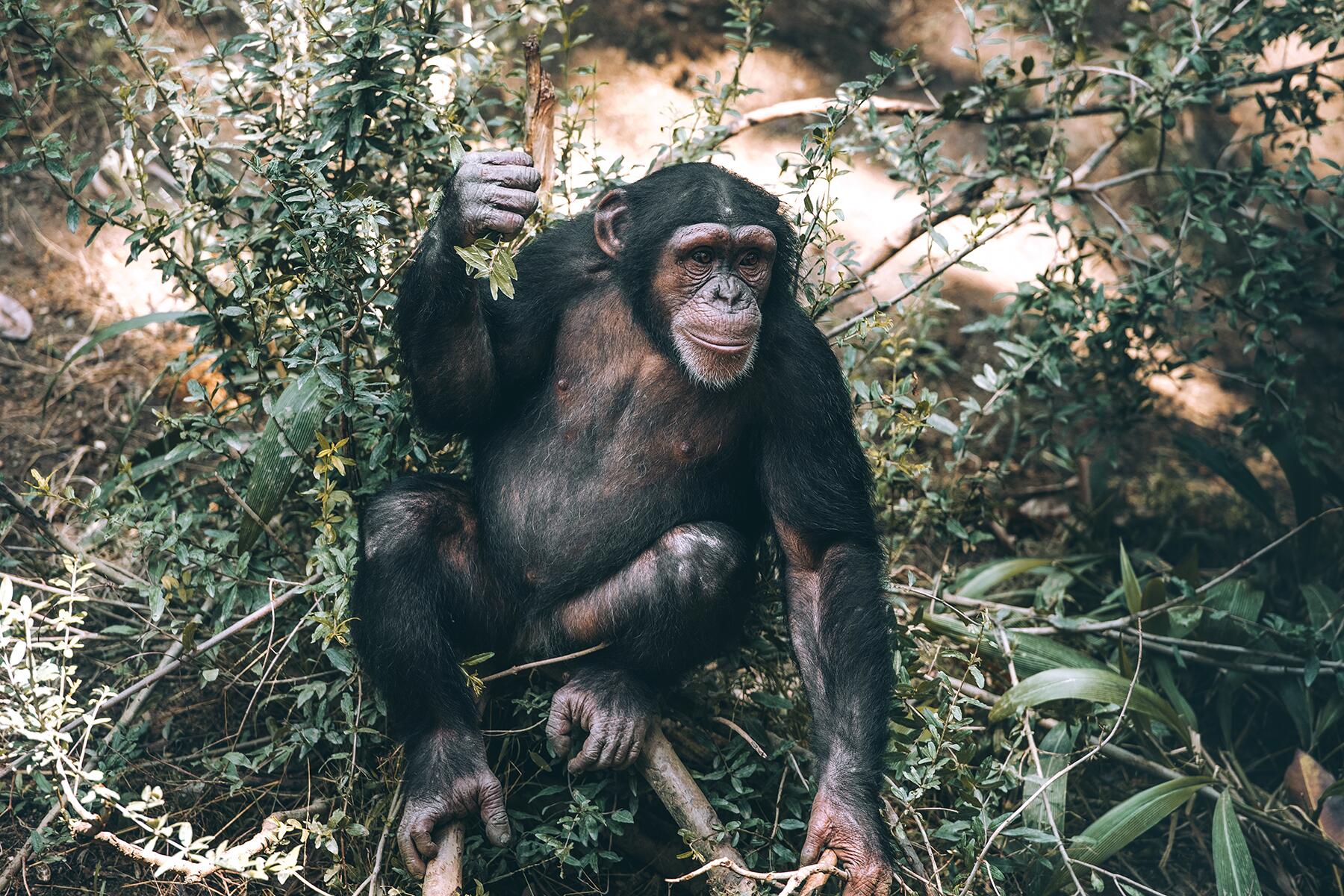 04_EthicalAnimalEncounters__TrackingChimpanzees_shutterstock_1166716522