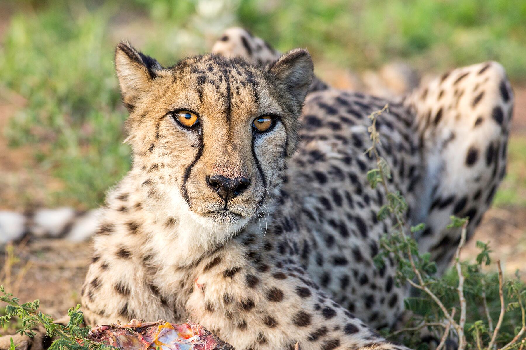 05_EthicalAnimalEncounters__EnsuringOrphanedCheetasLearnToHunt_shutterstock_1226865247