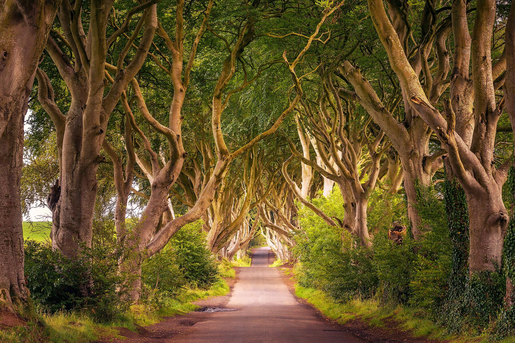 05_TreeTunnels__BallymoneyNorthernIreland_shutterstock_1179328762