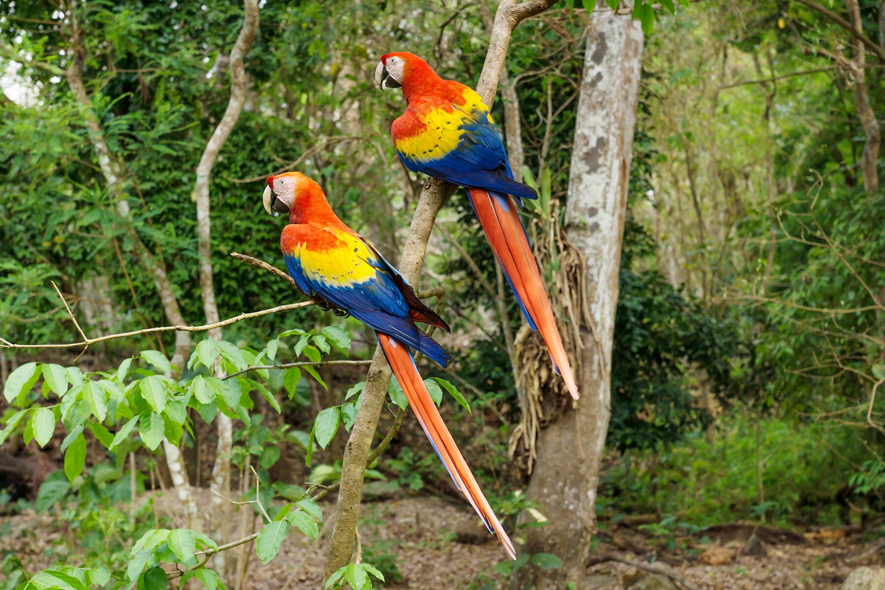 07_EthicalAnimalEncounters__WatchingScarletMacawsTransitionIntoTheWild_shutterstock_1139644058