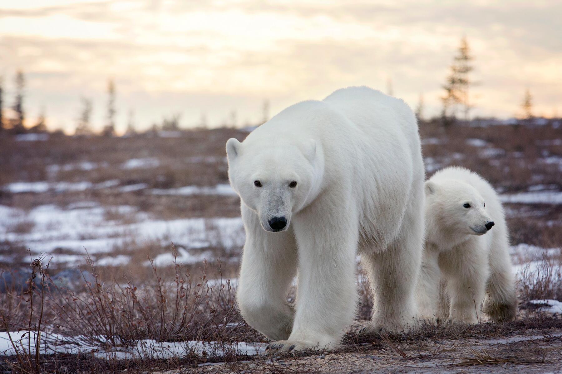 08_EthicalAnimalEncounters__PeeringAtPolarBears_shutterstock_1606634140