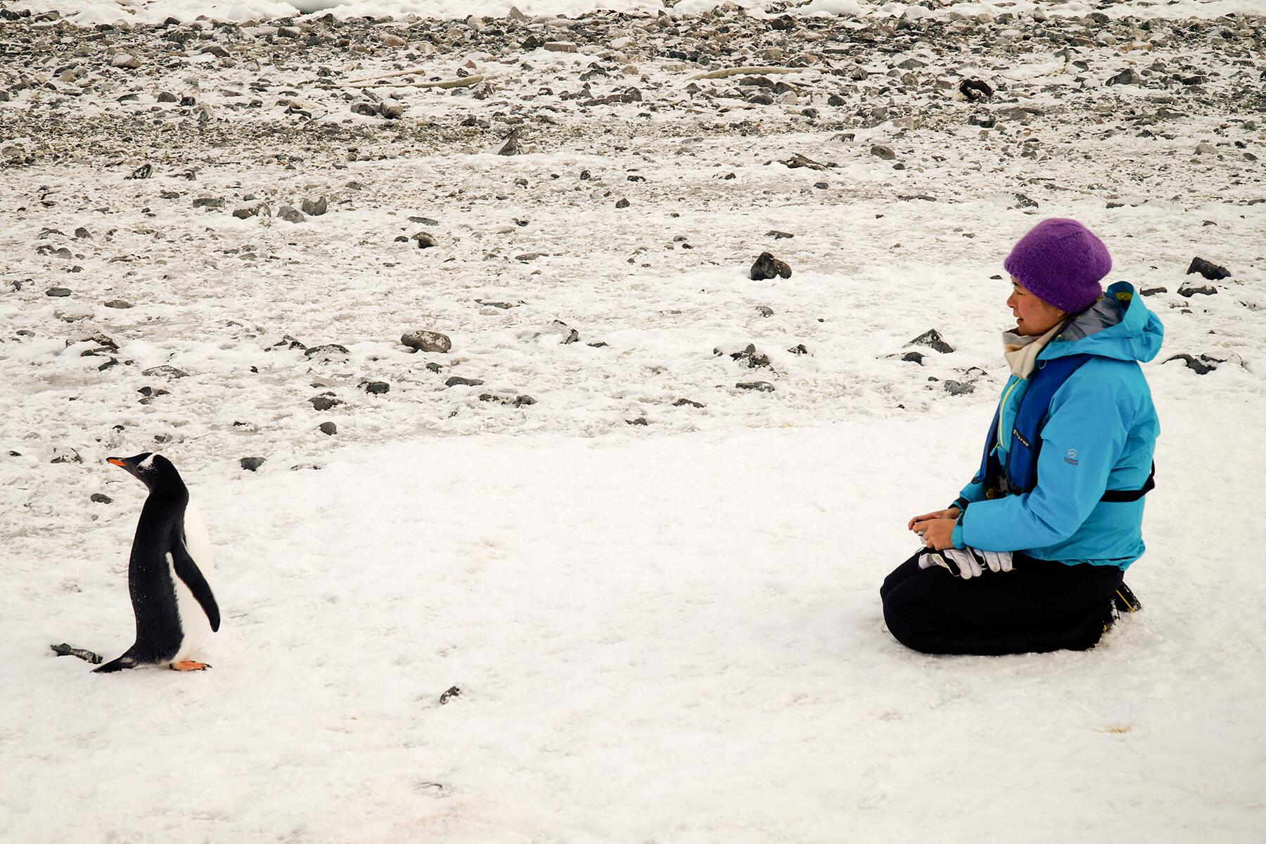 09_EthicalAnimalEncounters__GetCheckedOutByPenguinsAndSeals_shutterstock_1050783917