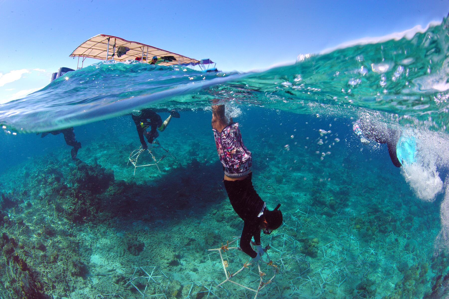 10_EthicalAnimalEncounters__RestoringHopeForOceanAtSHEBA_10 DIVERT~1