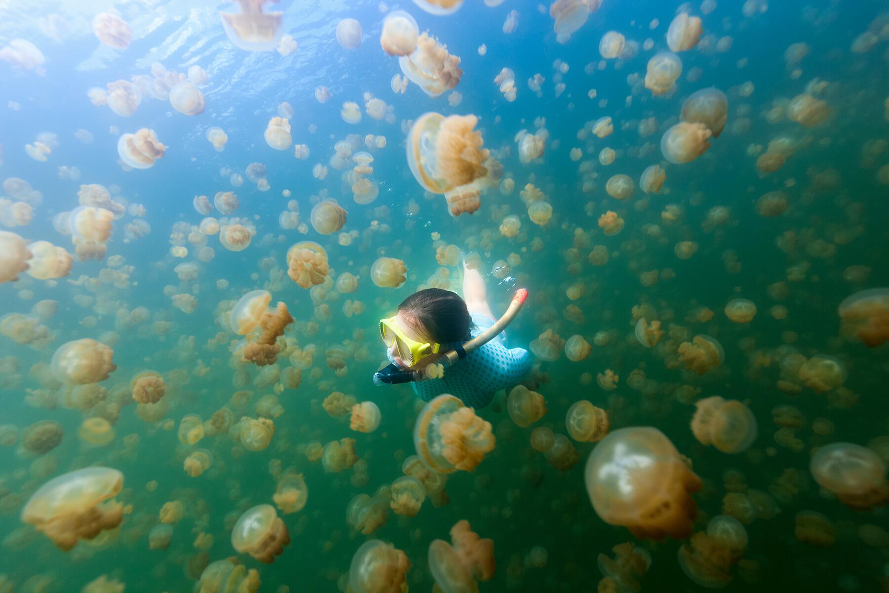 17_EpicBodiesOfWater__JellyfishLake_shutterstock_259403699