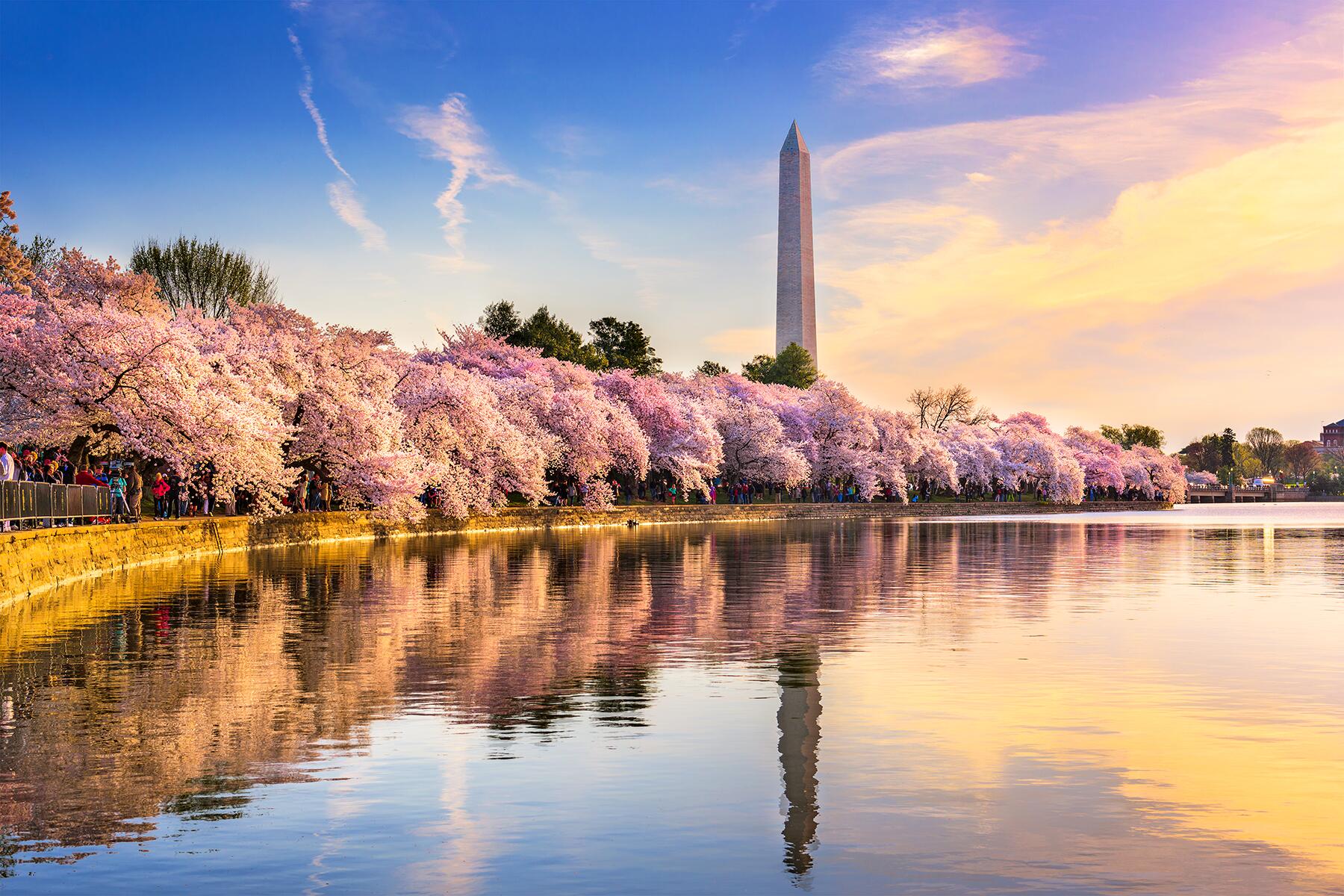 17_UltimateDC__CherryBlossoms_shutterstock_527729869