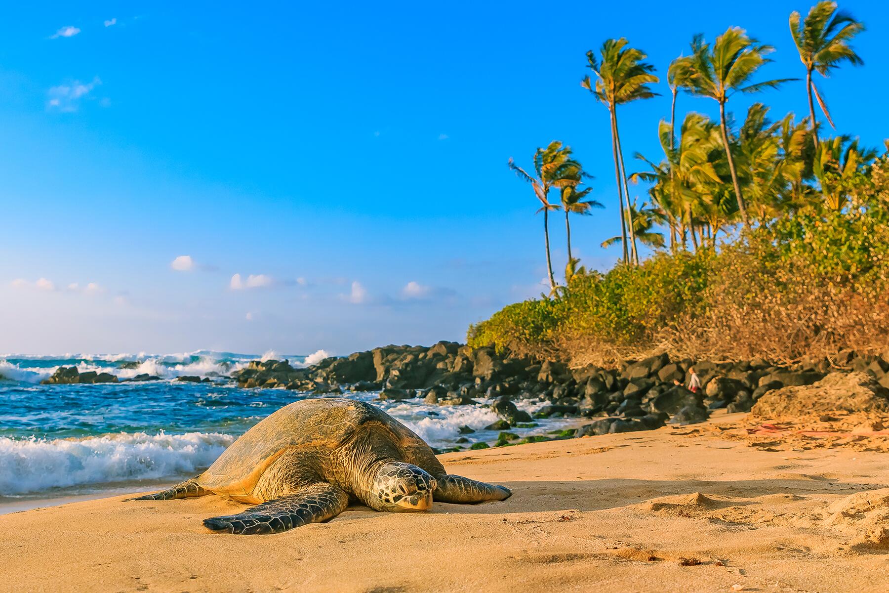 25_UltimateOahu__NorthShore_shutterstock_623625464