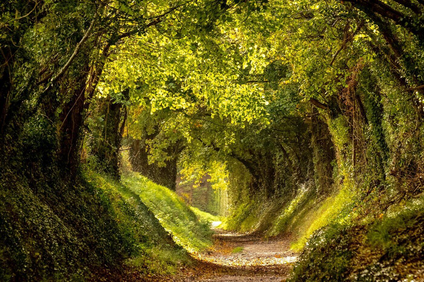 9 Terrific Tree Tunnels Around the World