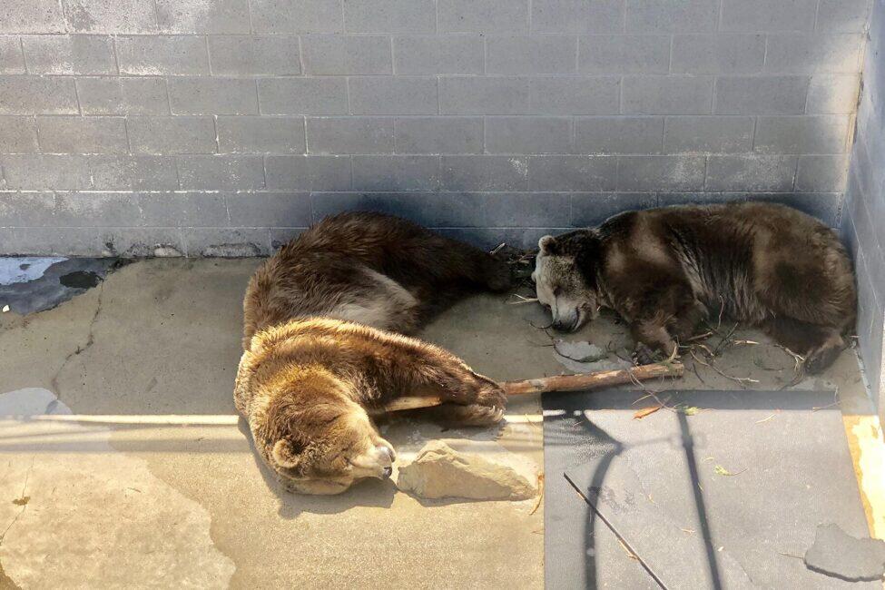 Should You Still Go to a Zoo? Or Are They Harmful to Animals and the