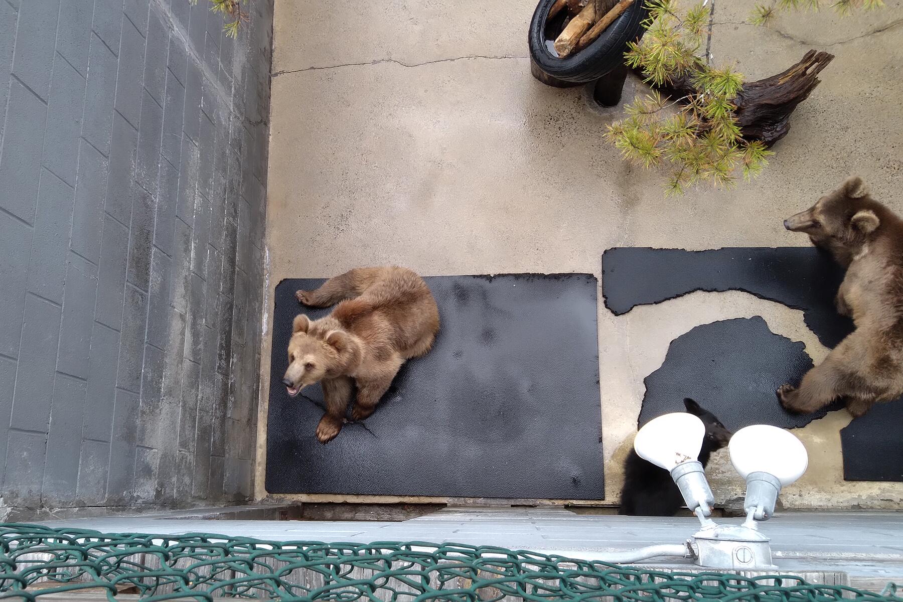 Should You Still Go to a Zoo? Or Are They Harmful to Animals and the