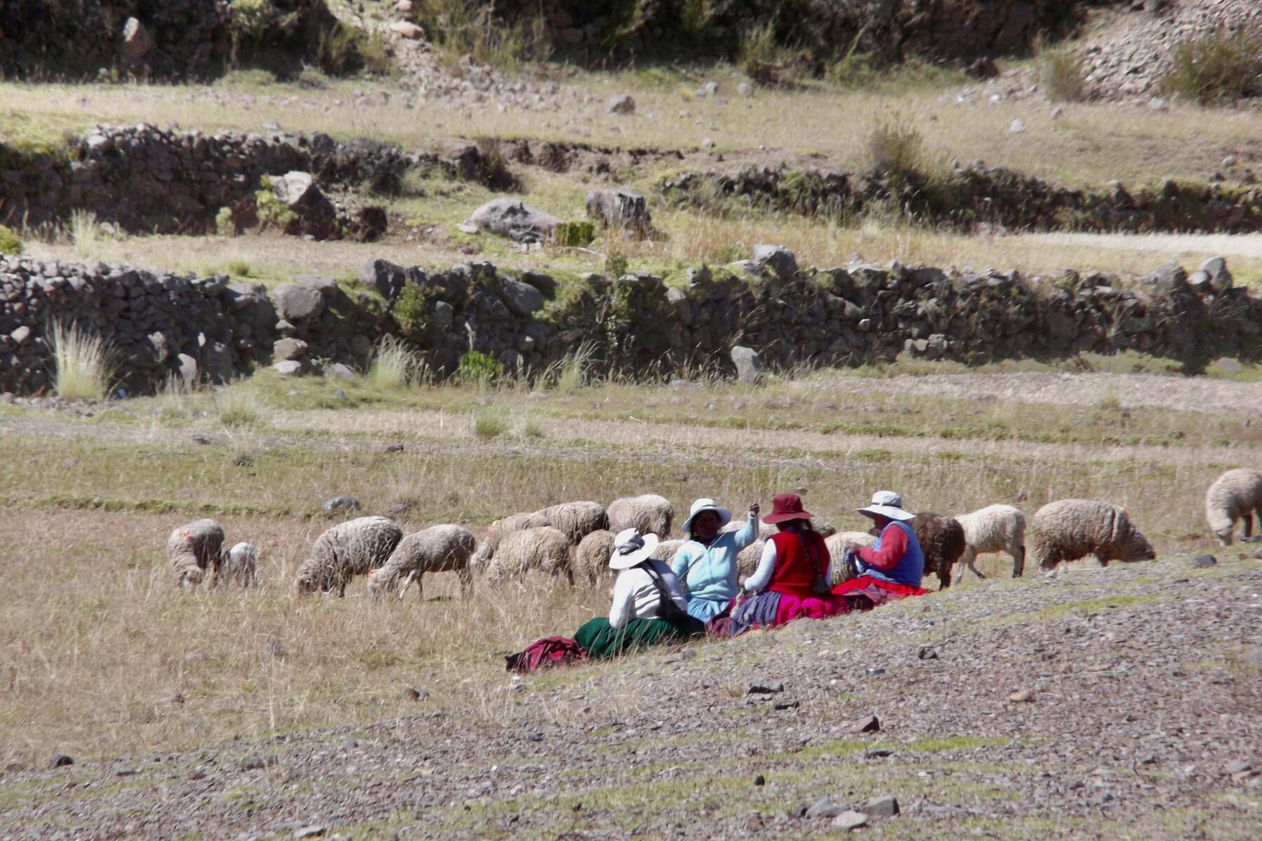 32 women knit while watching sheep