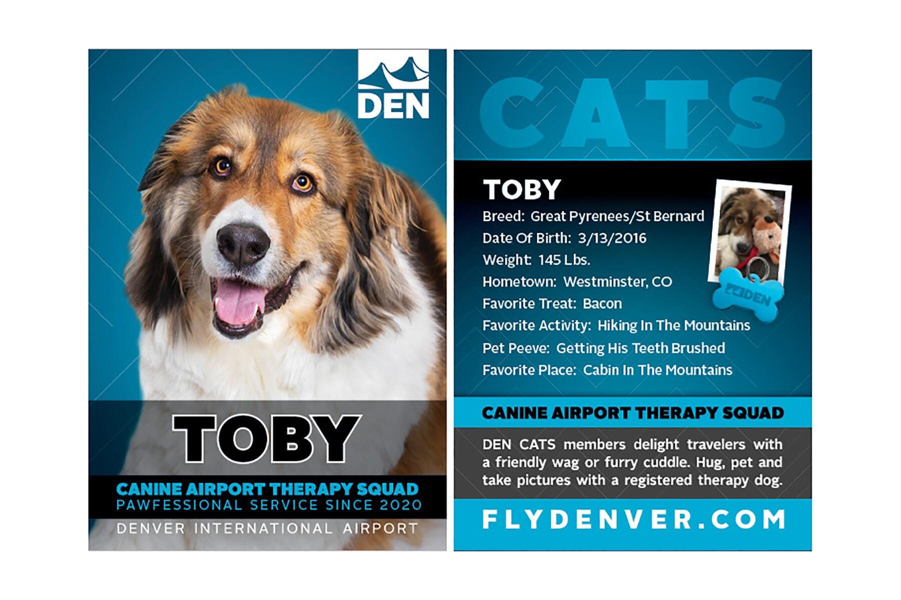 Can Service Dogs Fly Internationally