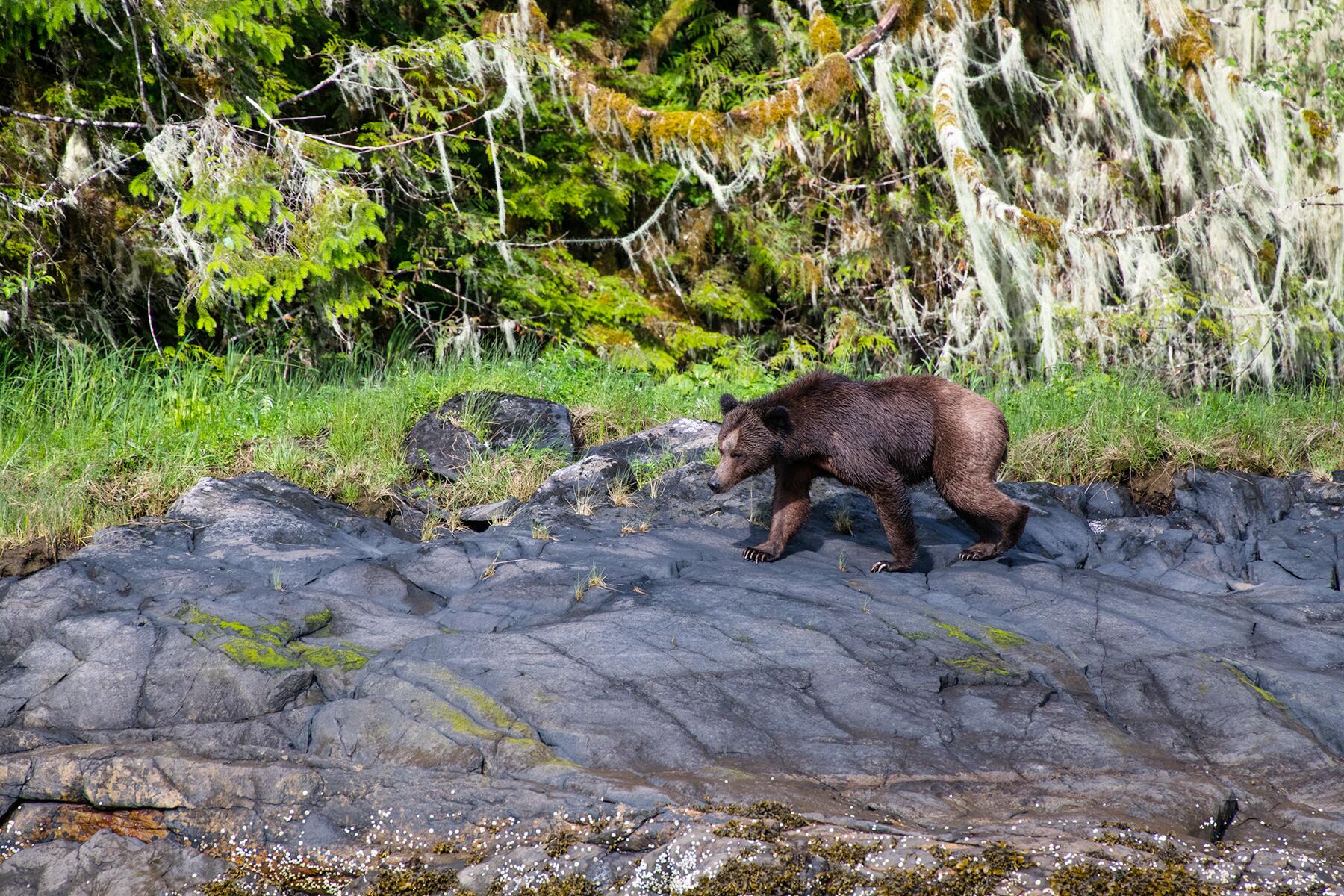 01_NorthAmericaAnimals__Grizzlies_1 GreatBearLodge