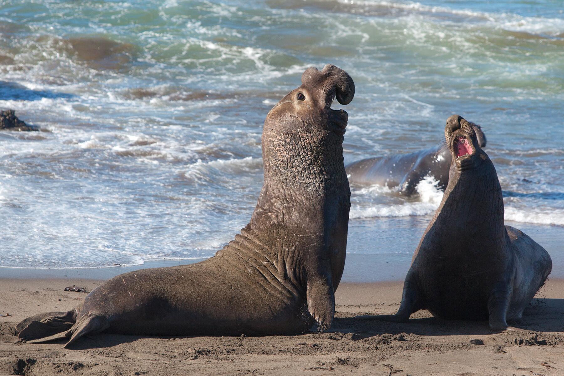 05_NorthAmericaAnimals__ElephantSealsAndWhales_shutterstock_133824920