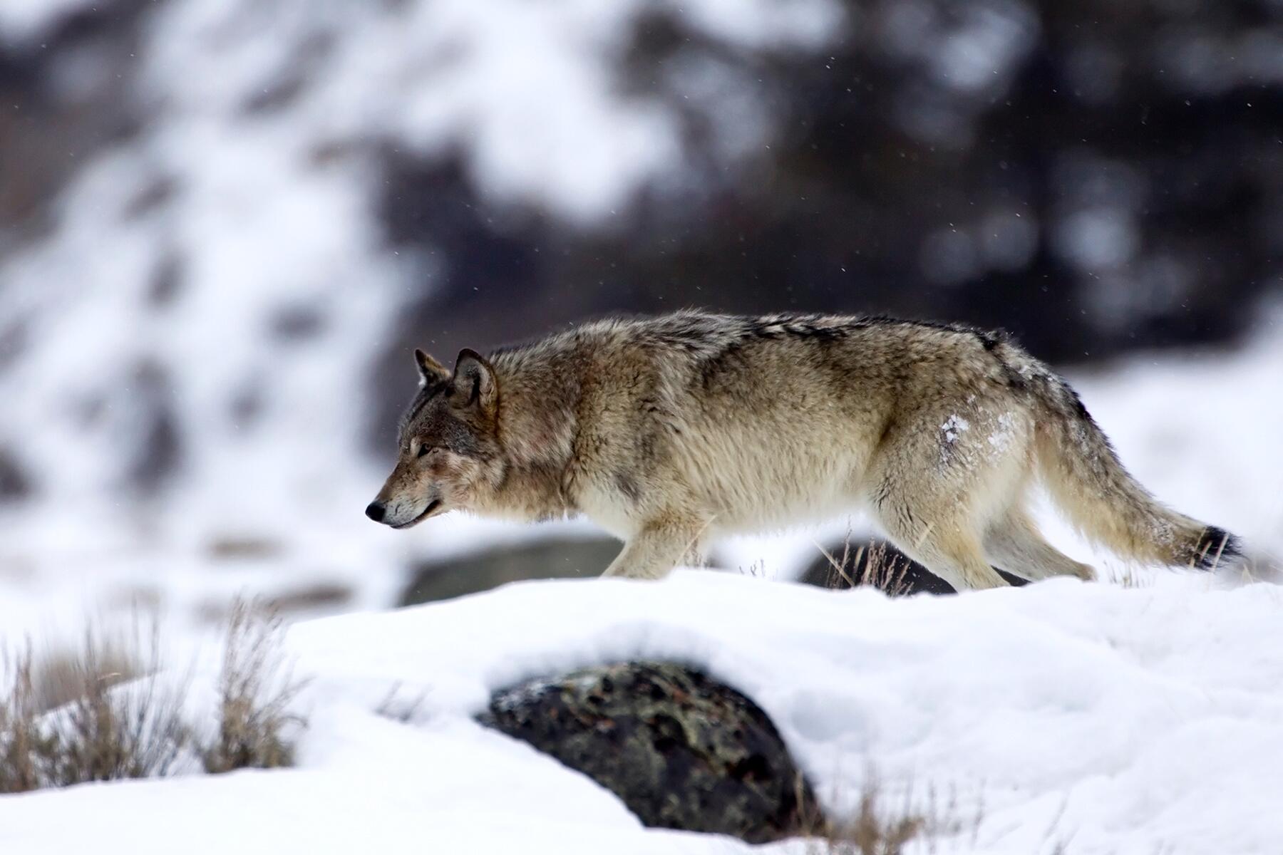 06_NorthAmericaAnimals__WolvesAndBison_shutterstock_1101386426