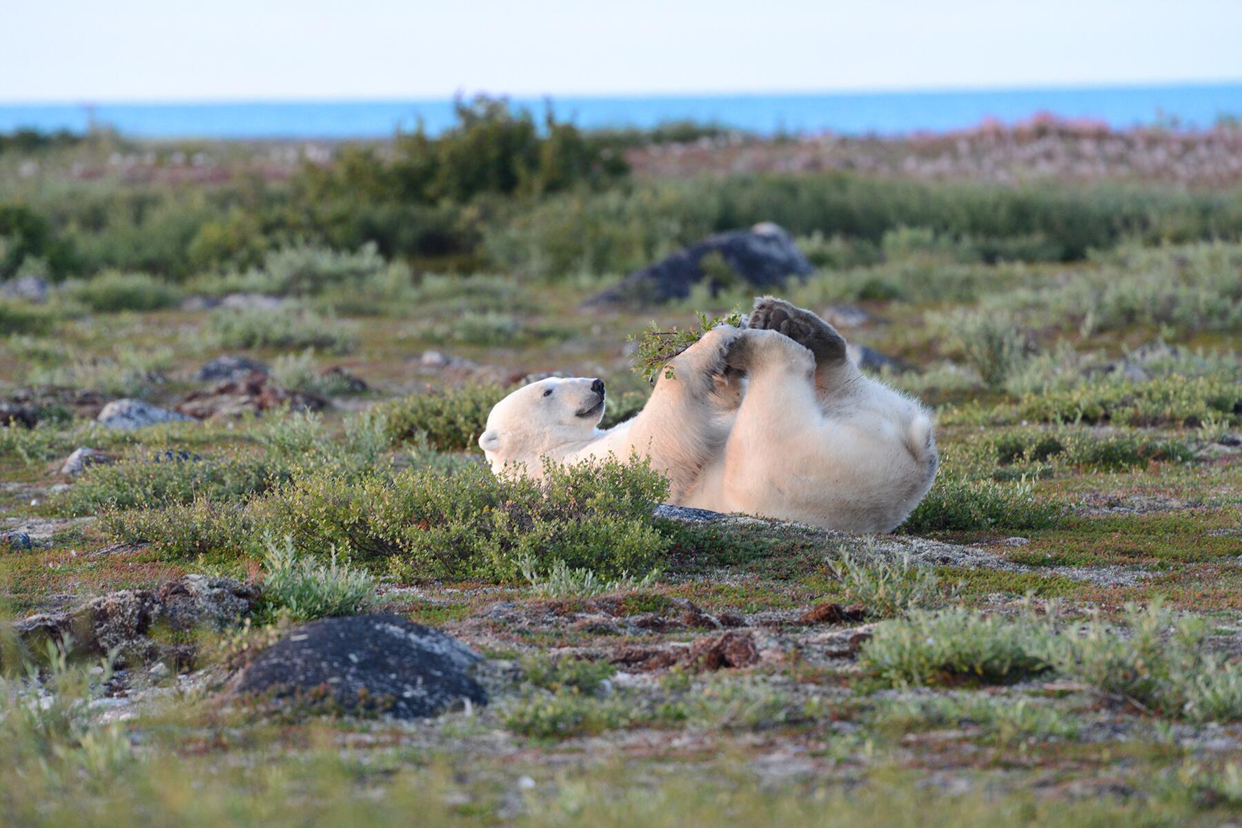 07_NorthAmericaAnimals__PolarBearsBelugasAndWolves_7 ChurchWild-1