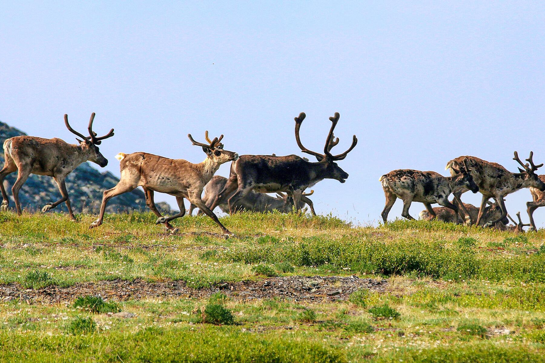 08_NorthAmericaAnimals__CaribouMigration_shutterstock_1754601020