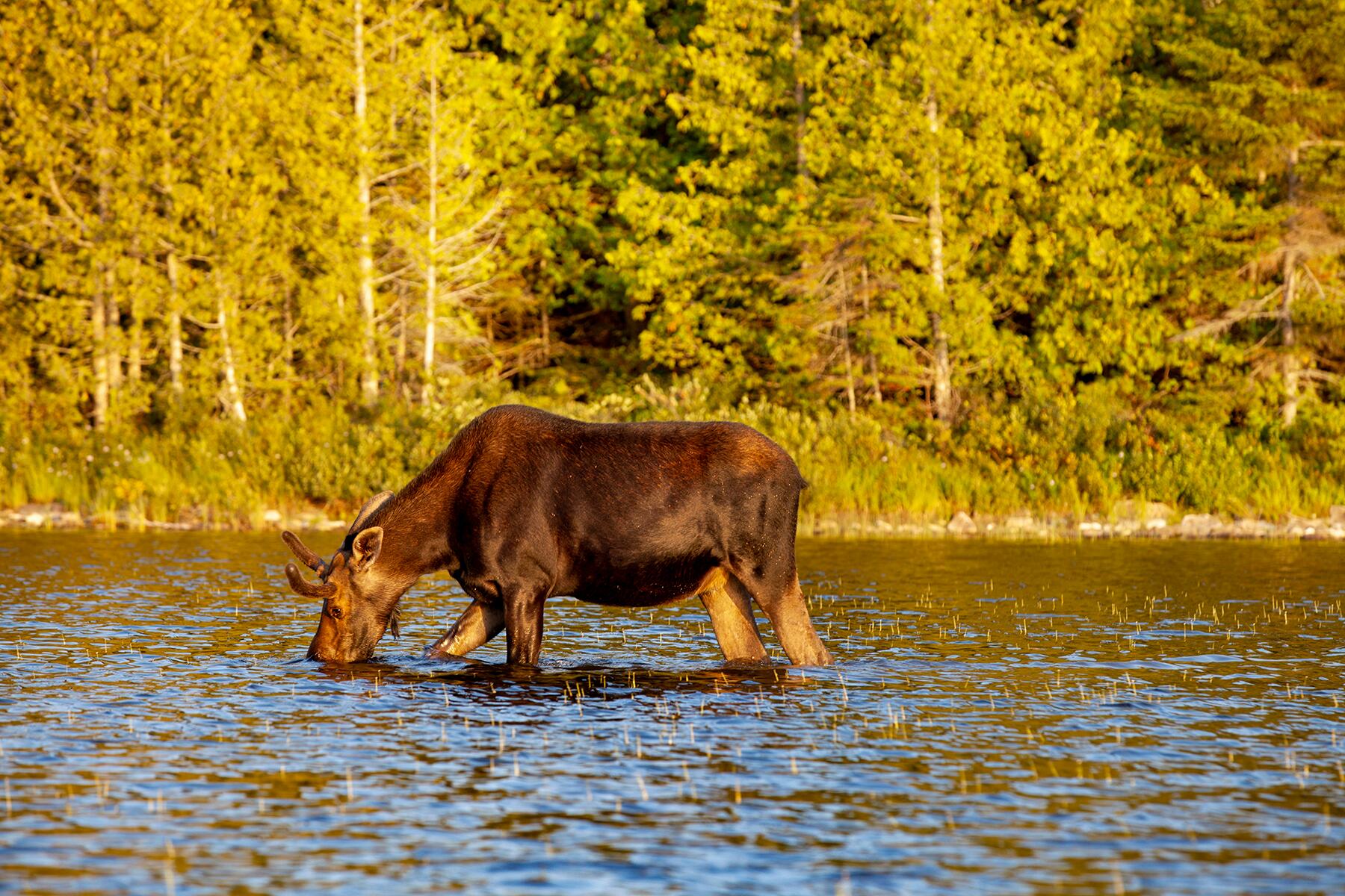 09_NorthAmericaAnimals__Moose_shutterstock_1488942659