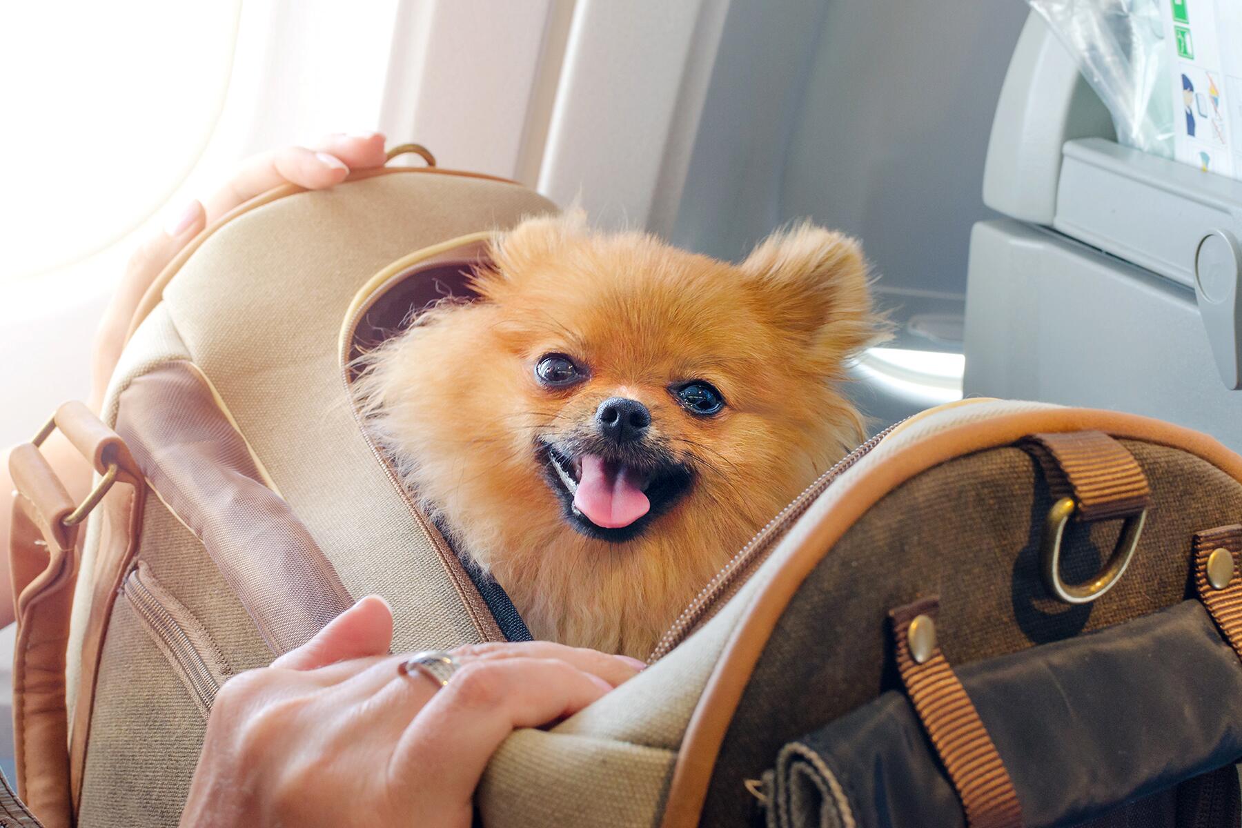 How to Fly Internationally With Your Pet: From Airline Rules to Destination  Entry Requirements