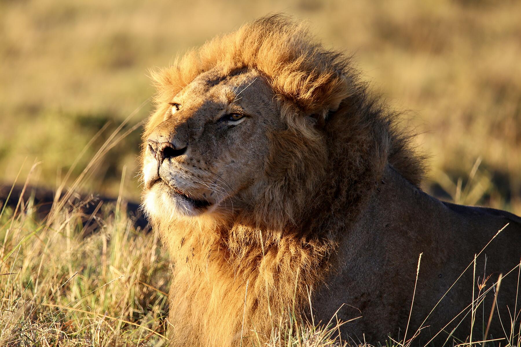 Olvídese del parque franquista, he aquí por qué su safari en Kenia debería estar en Mara Naboisho Conservancy