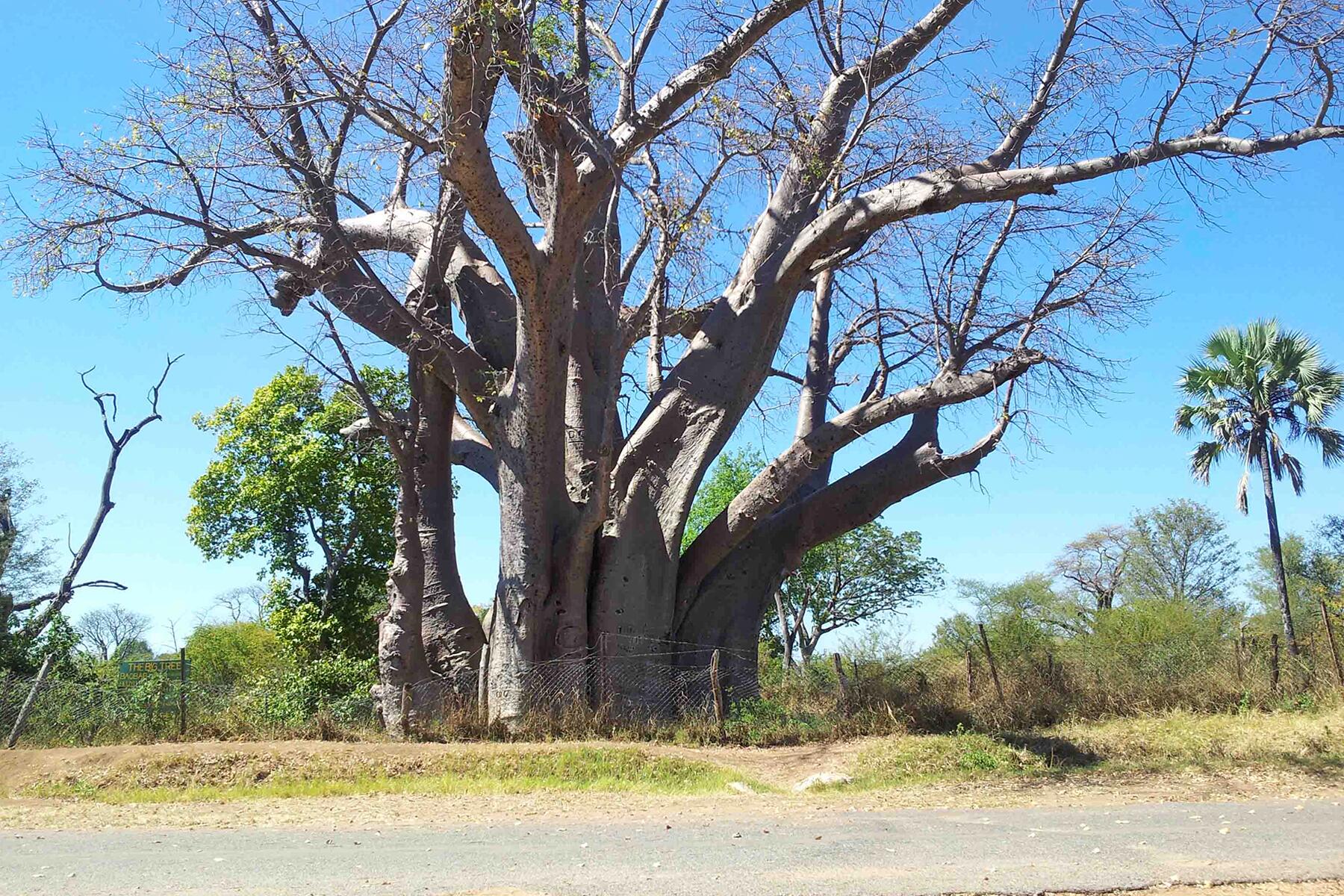Zimbabwe's Baobab Trees Are Among the Biggest and Longest Living Trees in the World