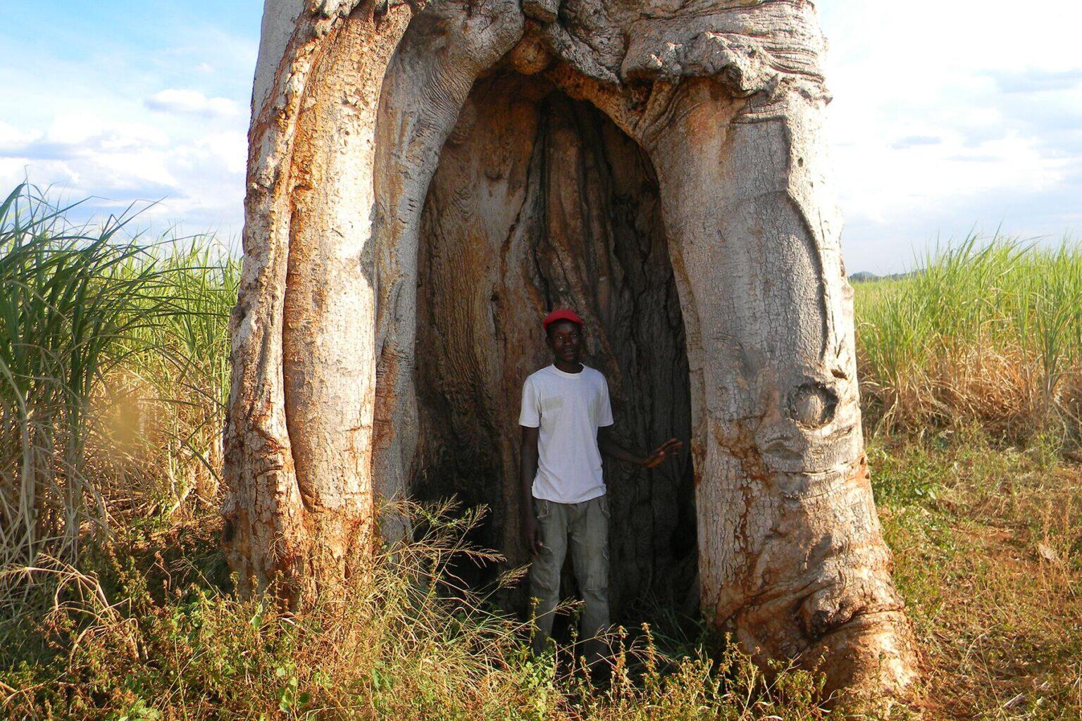 Zimbabwe's Baobab Trees Are Among the Biggest and Longest Living Trees