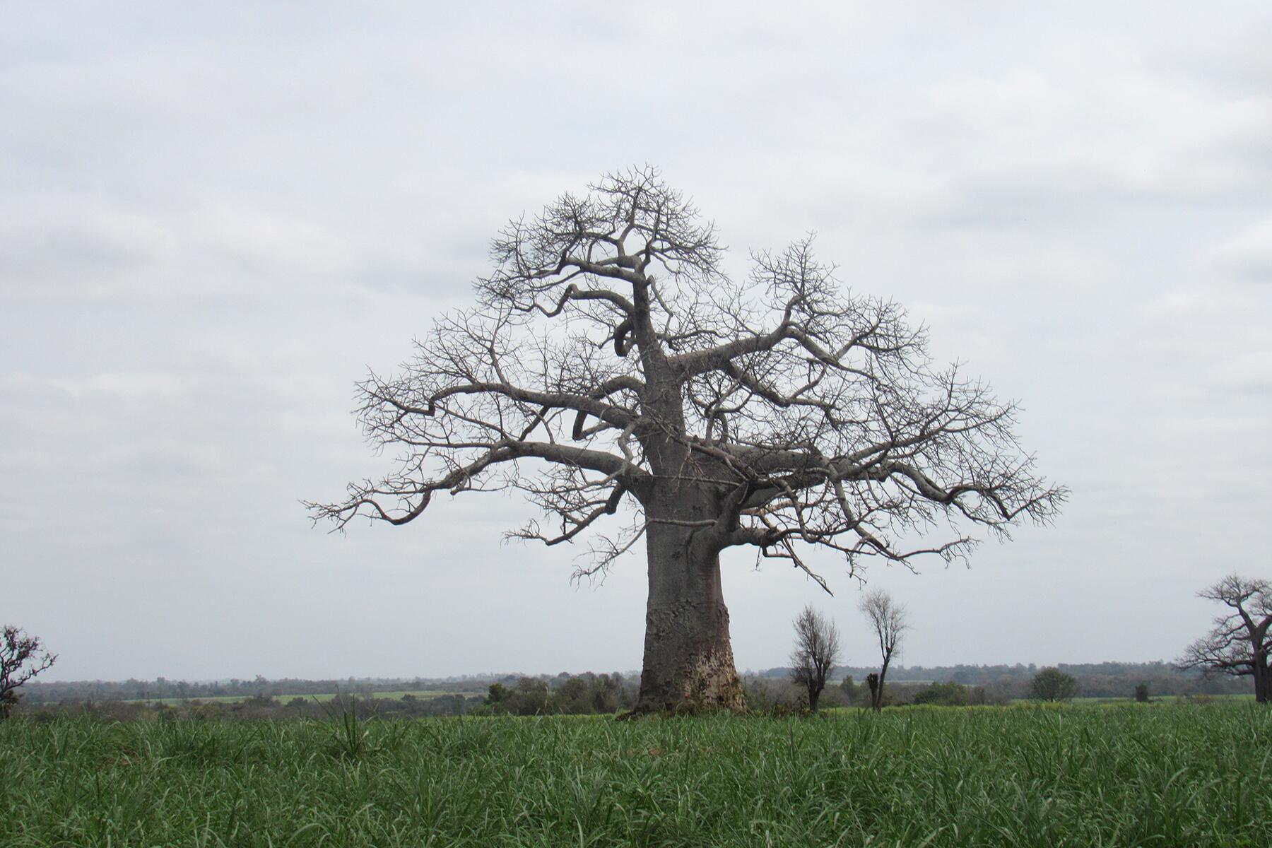 Zimbabwe's Baobab Trees Are Among the Biggest and Longest Living Trees