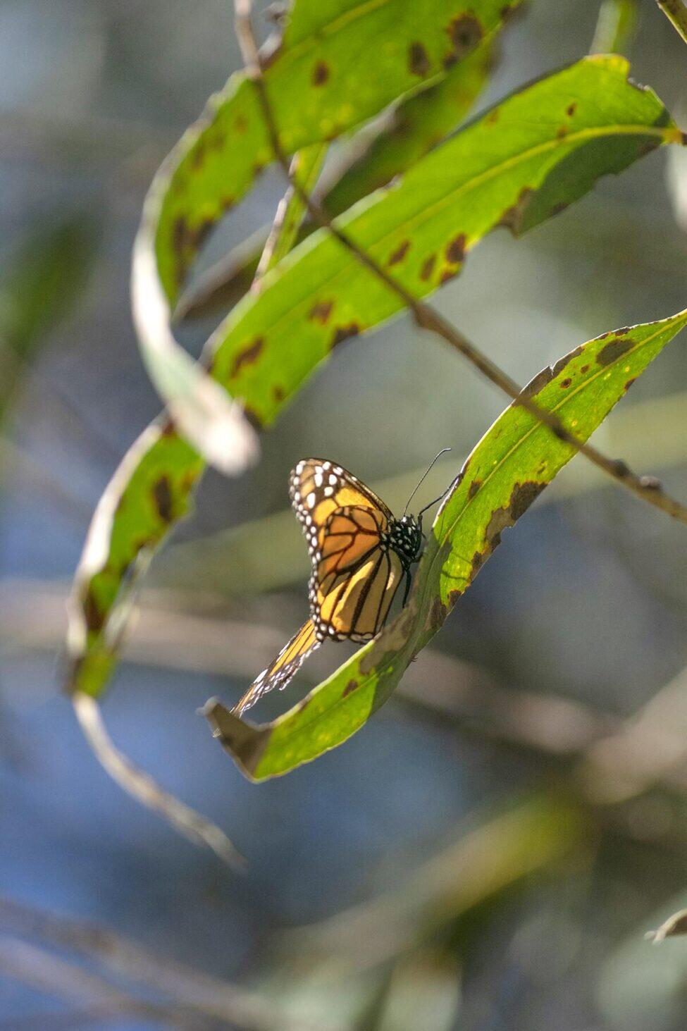 Where Can I See Monarch Butterflies in California This Winter?