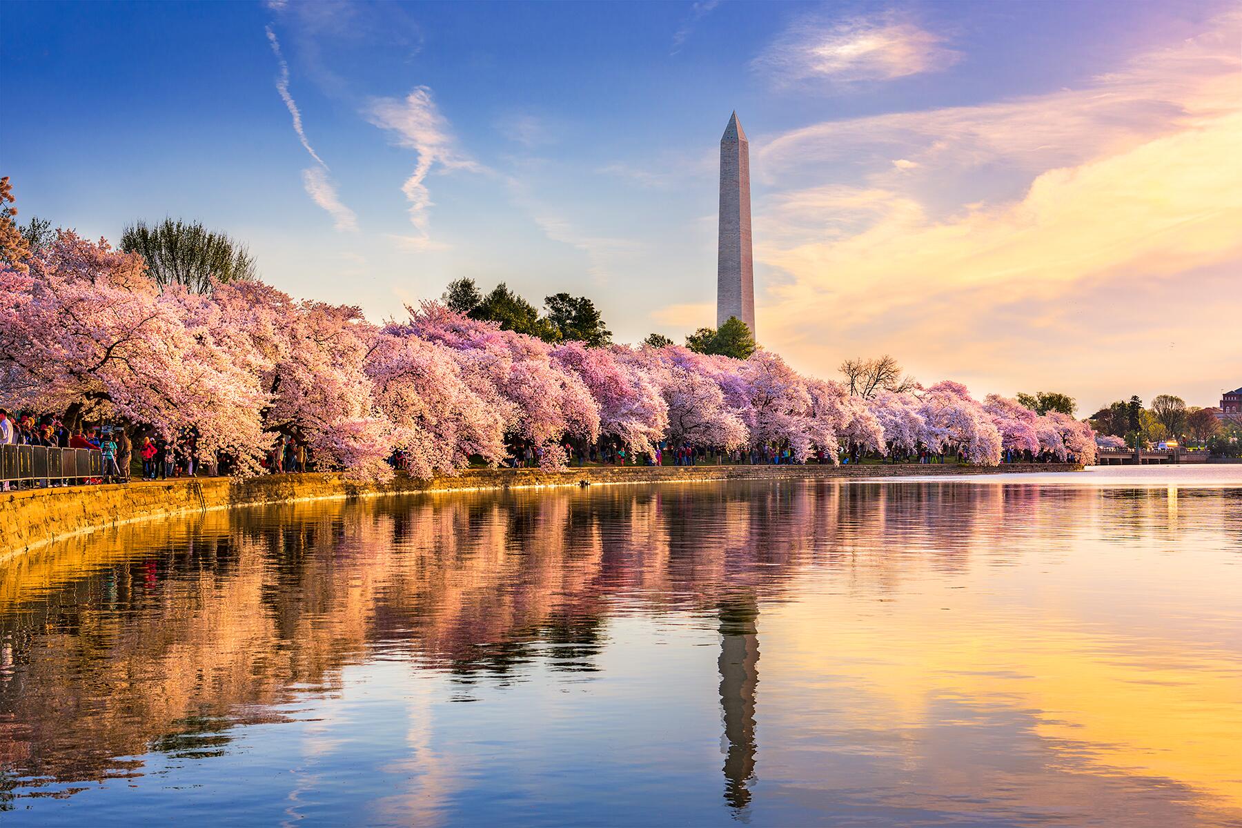 1-Flowers2022-CherryBlossom-shutterstock_527729869