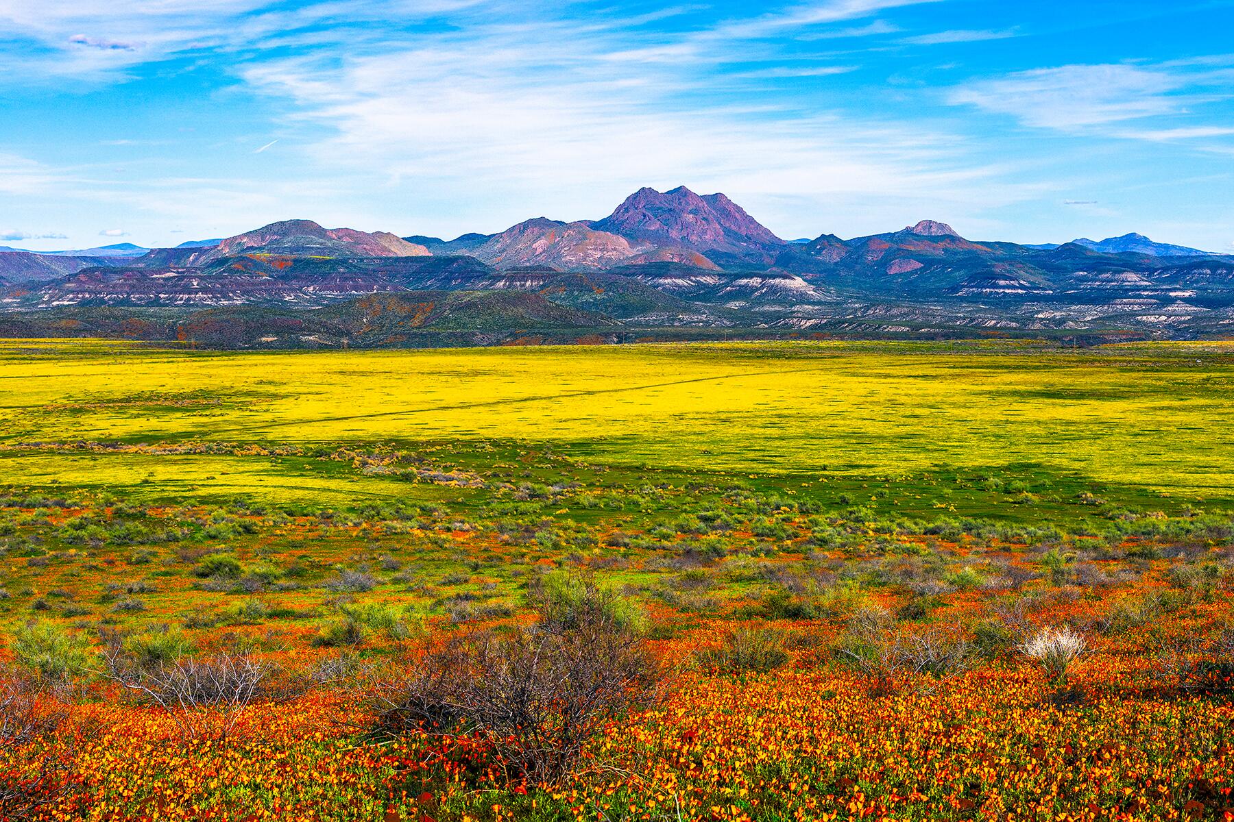 6-FLowers2022-AZ-shutterstock_1339000292