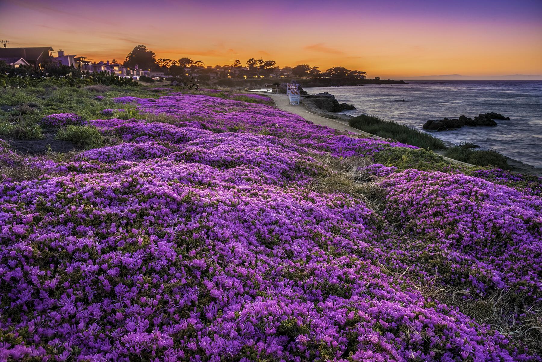 7-Flowers2022-MagicCarpet-magic carpet hdr