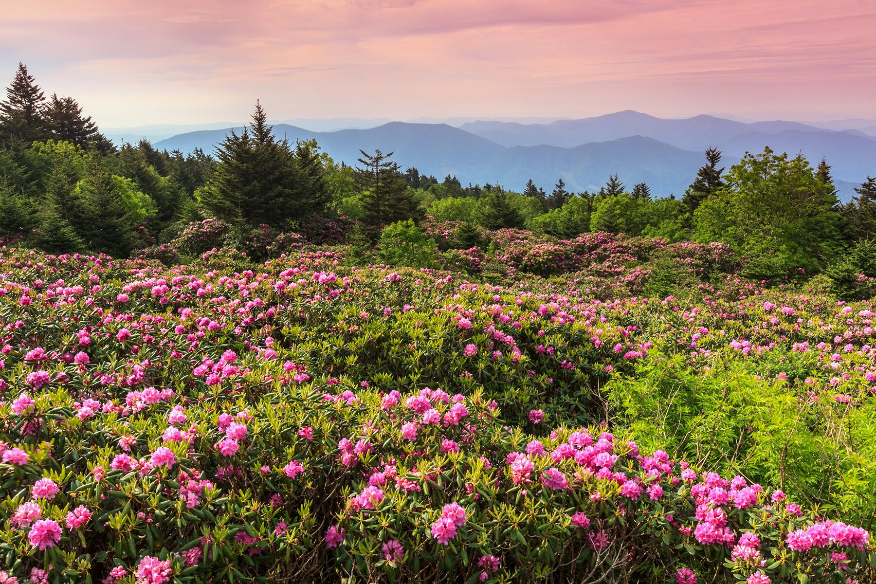 8-Flowers2022-Roan-shutterstock_203422675