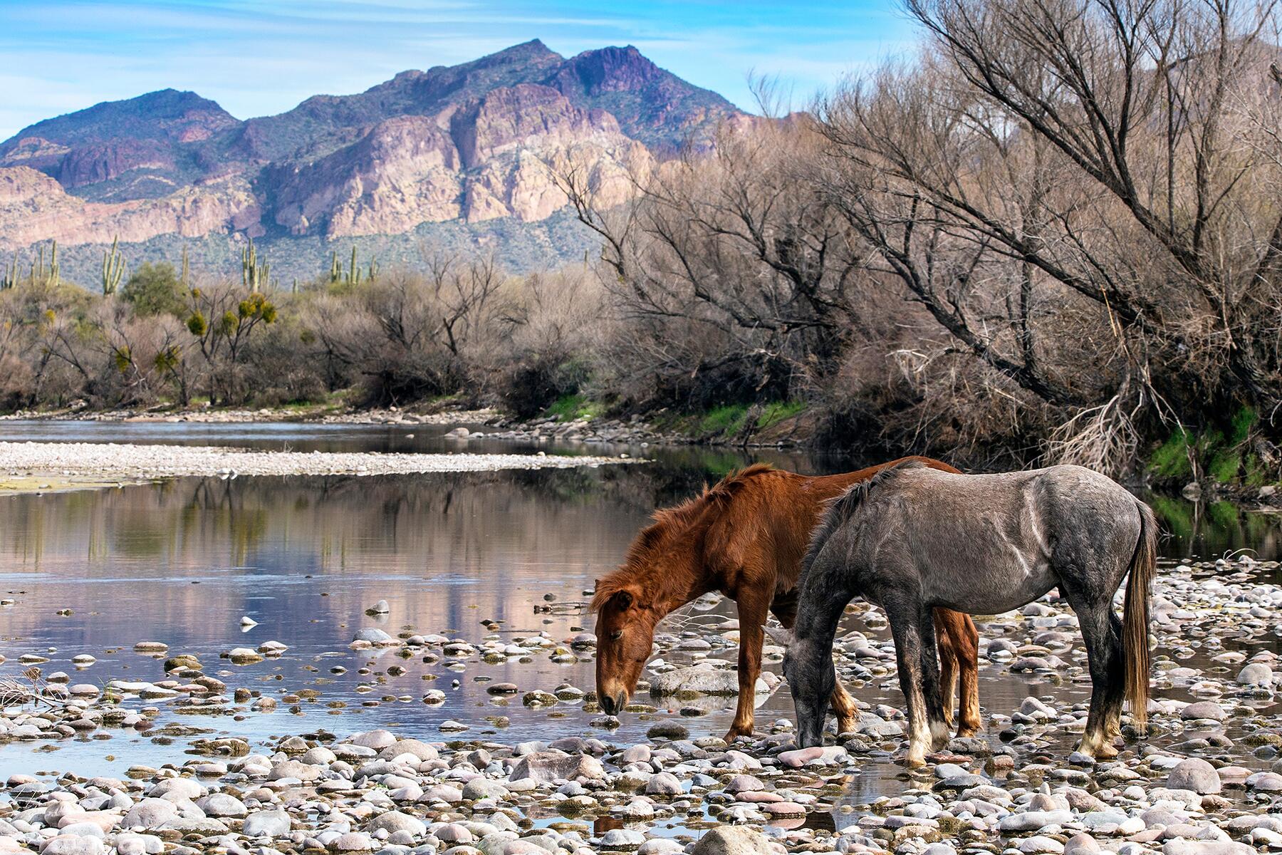 F-UltAZ-SaltRiver-shutterstock_1634655889