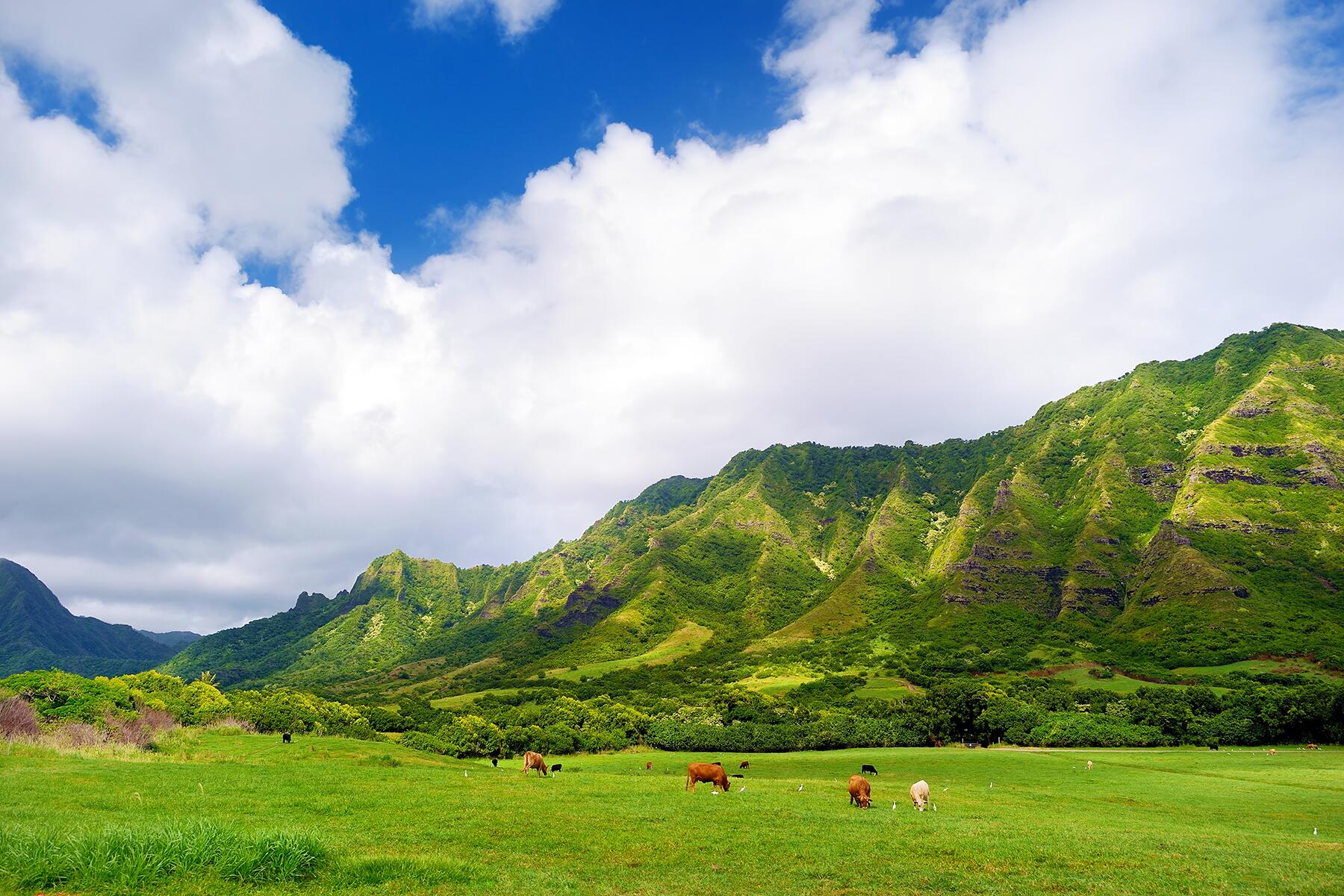 <a href='https://www.fodors.com/world/north-america/usa/hawaii/oahu/experiences/news/photos/25-ultimate-things-to-do-on-oahu#'>From &quot;35 Ultimate Things to Do in Oahu, Hawaii: Get Your Hands Dirty on a Farm Tour &quot;</a>