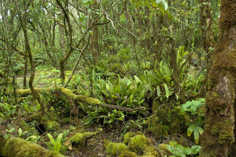 <a href='http://www.fodors.com/world/north-america/usa/hawaii/big-island/experiences/news/18-ultimate-things-to-do-on-hawaiis-big-island#'>From "25 Ultimate Things to Do on Hawaii’s Big Island: Hike in Kona’s Cloud Forest Preserve"</a>