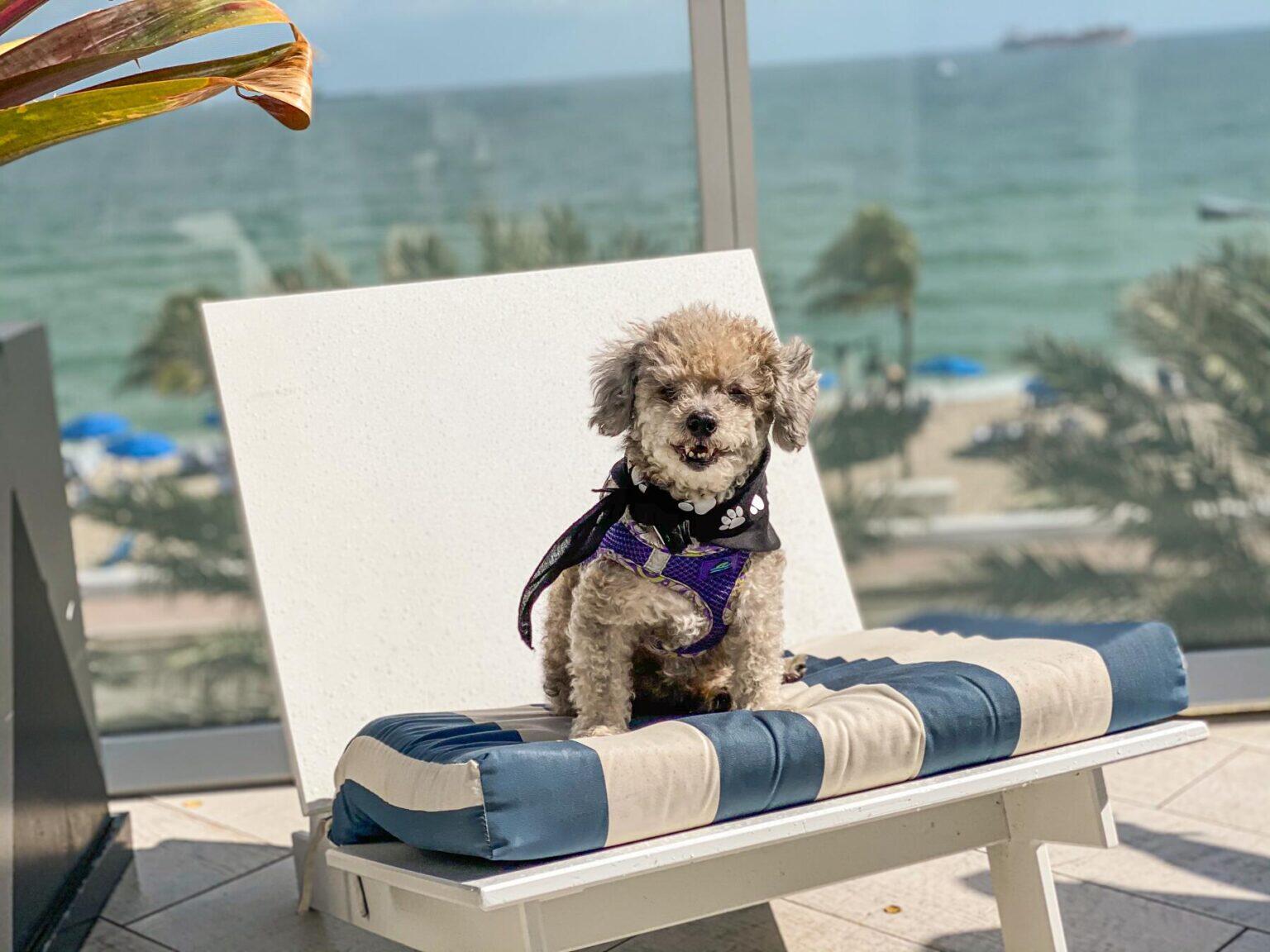 How to Prepare Your Dog for a Hotel Stay