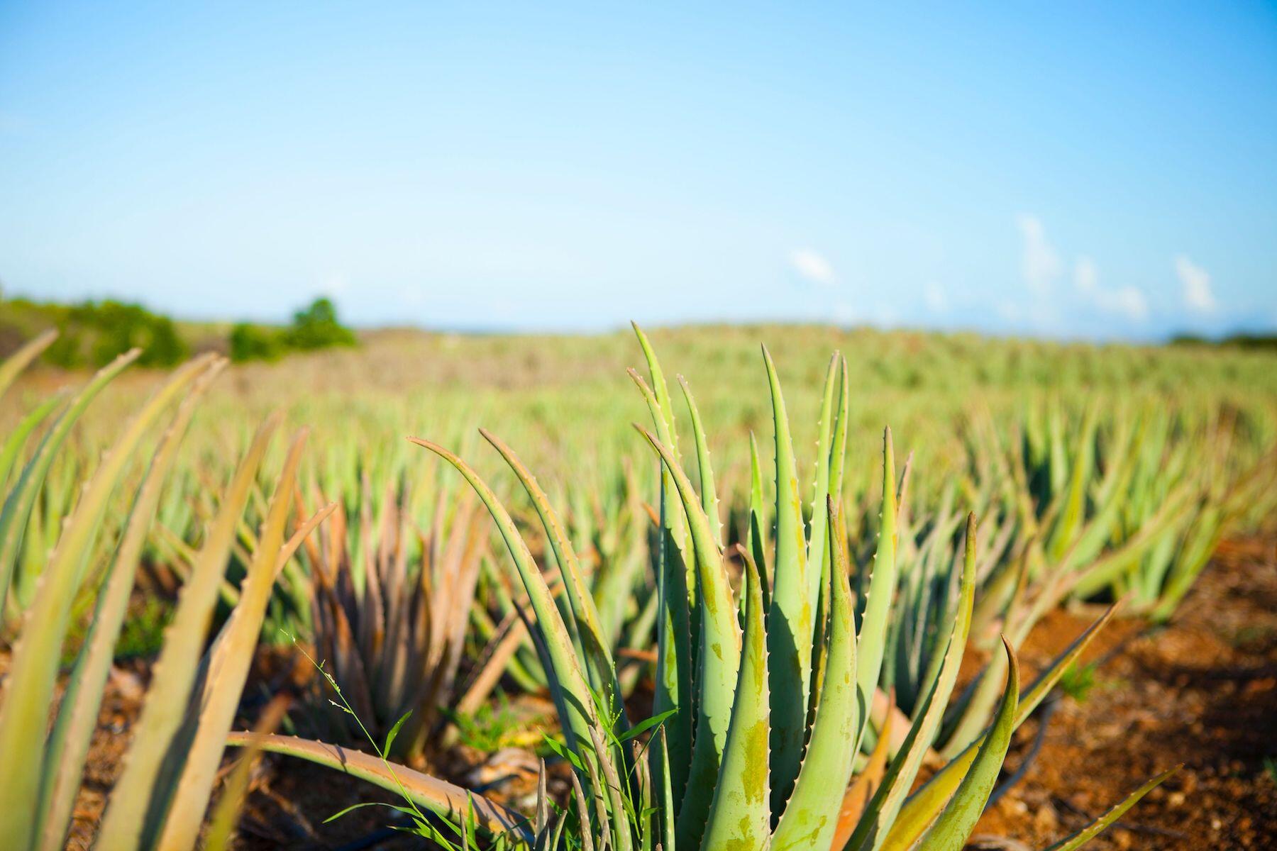 <a href='https://www.fodors.com/world/caribbean/curacao/experiences/news/photos/under-the-radar-things-to-do-in-curaao#'>From &quot;11 Under-the-Radar Things to Do in Curaçao: Reap the Benefits of Aloe Vera &quot;</a>