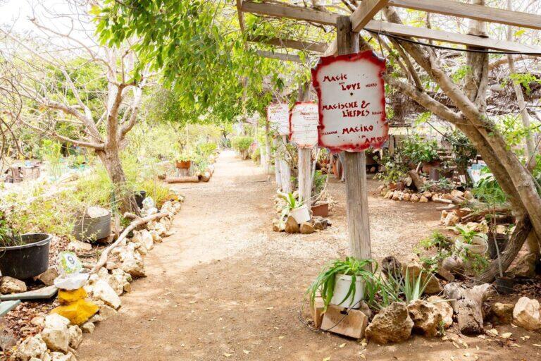 <a href='https://www.fodors.com/world/caribbean/curacao/experiences/news/photos/under-the-radar-things-to-do-in-curaao#'>From &quot;11 Under-the-Radar Things to Do in Curaçao: Find Healing at This Woman-Founded Garden &quot;</a>