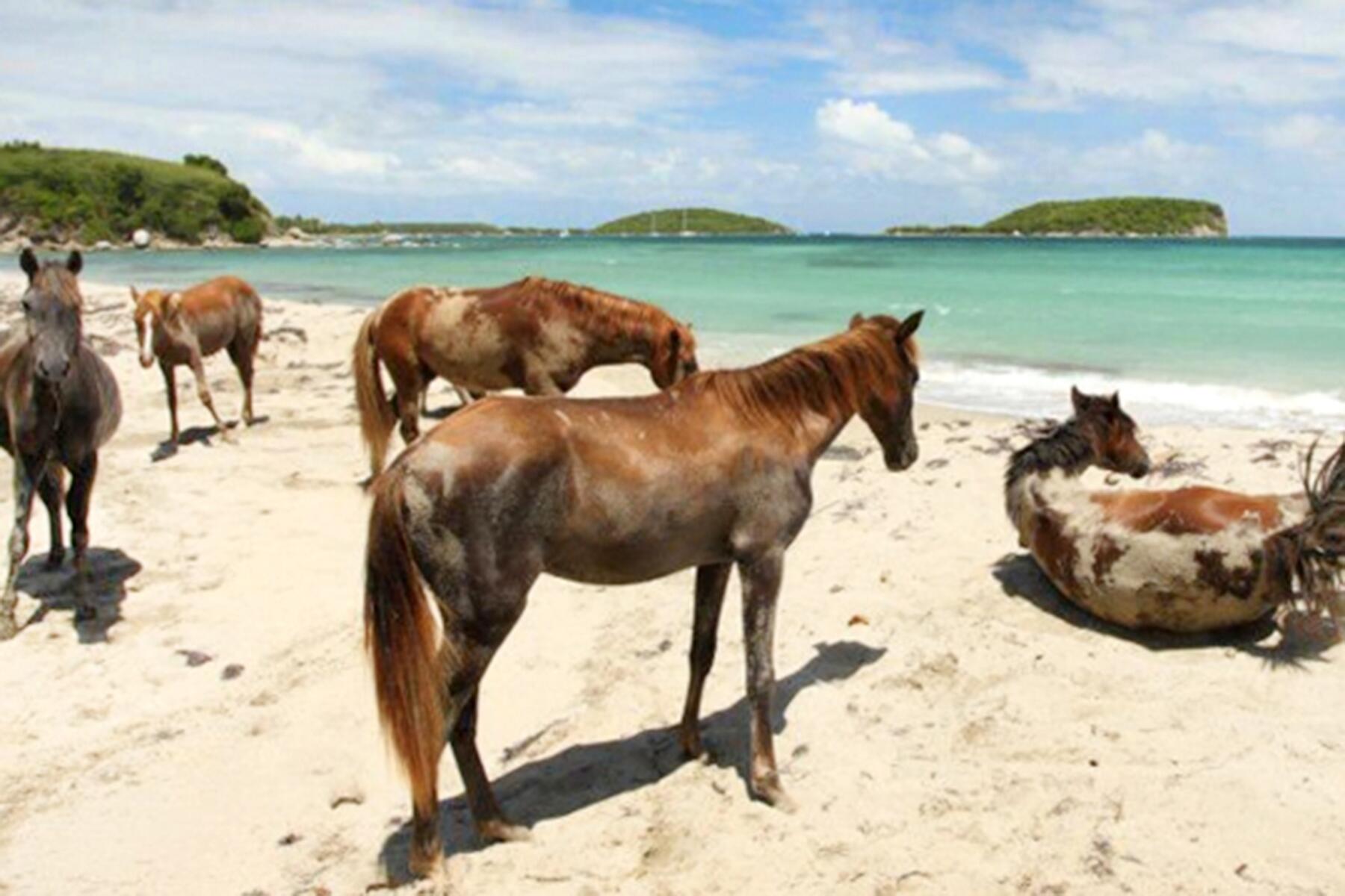 How to Help the Dwindling Wild Horse Population of Vieques, Puerto Rico