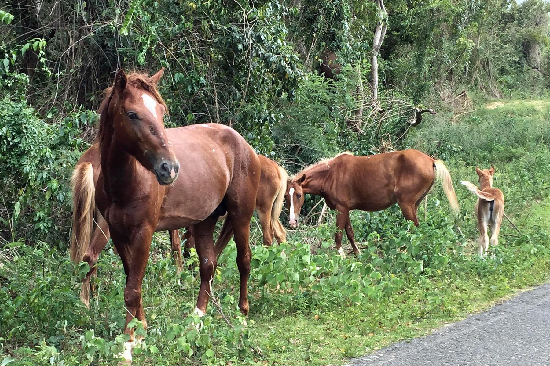 vias roadside horses_Vieques Island Animal Sanctuary