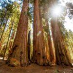 <a href='https://www.fodors.com/go-list/2023/usa-canada#mariposa-grove'>Fodor’s Go List 2023: Mariposa Grove, California</a>