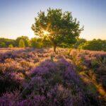 <a href='https://www.fodors.com/world/europe/netherlands/experiences/news/photos/10-places-to-go-in-the-netherlands-outside-of-amsterdam#'>From &quot;13 Places to Visit in the Netherlands Outside Amsterdam: Hoge Veluwe National Park&quot;</a>