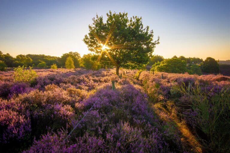 <a href='https://www.fodors.com/world/europe/netherlands/experiences/news/photos/10-places-to-go-in-the-netherlands-outside-of-amsterdam#'>From &quot;13 Places to Visit in the Netherlands Outside Amsterdam: Hoge Veluwe National Park&quot;</a>