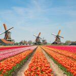 <a href='https://www.fodors.com/world/europe/netherlands/experiences/news/photos/10-places-to-go-in-the-netherlands-outside-of-amsterdam#'>From &quot;13 Places to Visit in the Netherlands Outside Amsterdam: Keukenhof   &quot;</a>